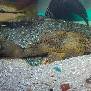 Honeycomb Pleco, L037 (Hypostomus faveolus)