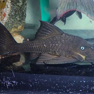 Blue-eyed Panaque, BEC (Panaque cochliodon)