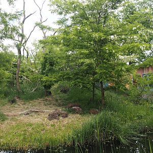Black lemur and Ring-tailed lemur island, 2025-05-17