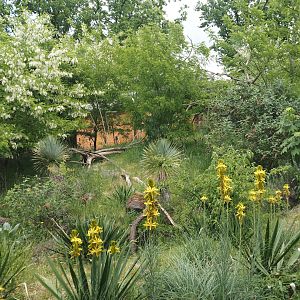 Black lemur and Ring-tailed lemur island, 2025-05-17