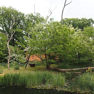 Black lemur and Ring-tailed lemur island, 2025-05-17