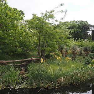 Black lemur and Ring-tailed lemur island, 2025-05-17
