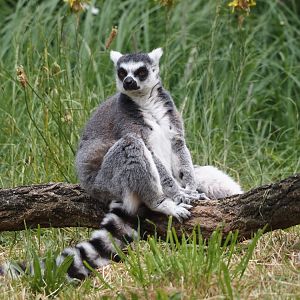 Ring-tailed lemur (Lemur catta), 2025-05-17