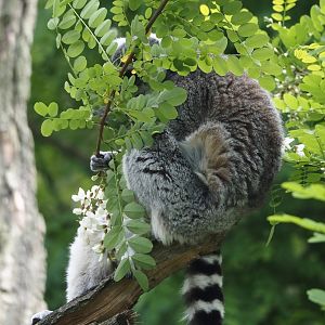 Ring-tailed lemur (Lemur catta), 2025-05-17