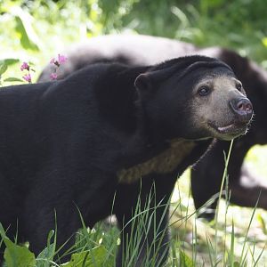 Sun bear (Helarctos malayanus malayanus), 2025-05-17