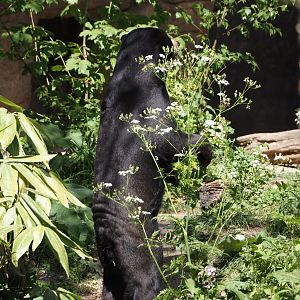 Sun bear (Helarctos malayanus malayanus), 2025-05-17