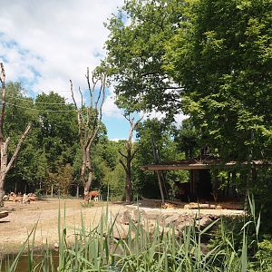 Rimba - Mixed exhibit with Javan banteng, Siamang, Sunda pig-tailed macaque, Burmese Eld's deer and Reeves' muntjac, 2025-05-17