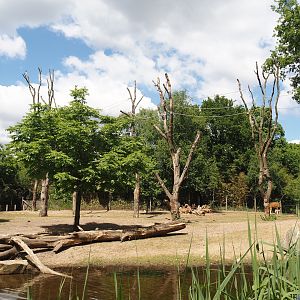 Rimba - Mixed exhibit with Javan banteng, Siamang, Sunda pig-tailed macaque, Burmese Eld's deer and Reeves' muntjac, 2025-05-17