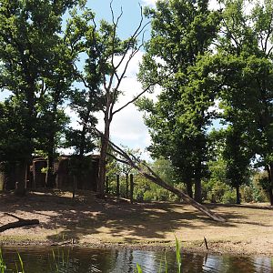 Rimba - Mixed exhibit with Javan banteng, Siamang, Sunda pig-tailed macaque, Burmese Eld's deer and Reeves' muntjac, 2025-05-17