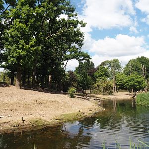 Rimba - Mixed exhibit with Javan banteng, Siamang, Sunda pig-tailed macaque, Burmese Eld's deer and Reeves' muntjac, 2025-05-17