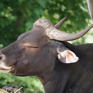 Javan banteng bull (Bos javanicus javanicus), 2025-05-17
