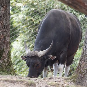 Javan banteng bull (Bos javanicus javanicus), 2025-05-17