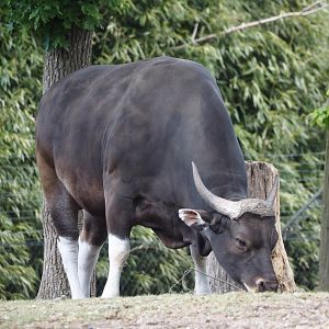 Javan banteng bull (Bos javanicus javanicus), 2025-05-17