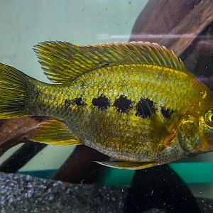 Ptychochromis grandidieri 'East Coast Gold'