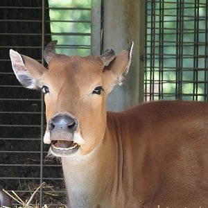 Javan banteng cow (Bos javanicus javanicus), 2025-05-17