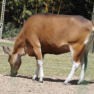 Javan banteng cow (Bos javanicus javanicus), 2025-05-17