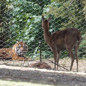Sumatran tiger (Panthera tigris sumatrae) watching Eld's deer through fencing, 2025-05-17