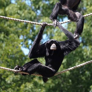 Siamang (Symphalangus syndactylus), 2025-05-17