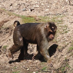 Sunda pig-tailed macaque (Macaca nemestrina), 2025-05-17