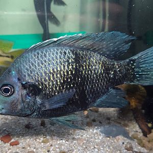 Tsipoy (Ptychochromis oligacanthus)