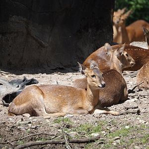 Common hog deer (Axis porcinus porcinus), 2025-05-17