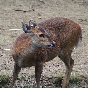 Common hog deer (Axis porcinus porcinus), 2025-05-17
