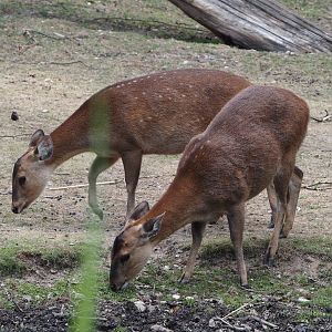 Common hog deer (Axis porcinus porcinus), 2025-05-17