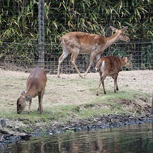 Common hog deer (Axis porcinus porcinus), and Burmese brow-antlered deer (Panolia eldii thamin), 2025-05-17