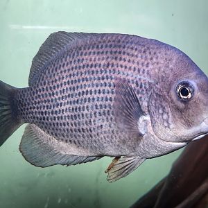 Pinstripe Damba (Paretroplus menarambo)