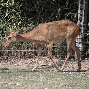 Burmese brow-antlered deer, Burmese Eld's deer or Myanmar thamin (Panolia eldii thamin), 2025-05-17