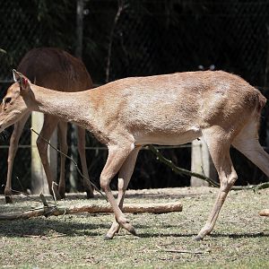 Burmese brow-antlered deer, Burmese Eld's deer or Myanmar thamin (Panolia eldii thamin), 2025-05-17