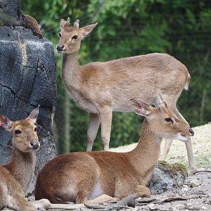 Burmese brow-antlered deer, Burmese Eld's deer or Myanmar thamin (Panolia eldii thamin), 2025-05-17