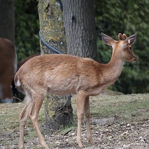 Burmese brow-antlered deer, Burmese Eld's deer or Myanmar thamin (Panolia eldii thamin), 2025-05-17