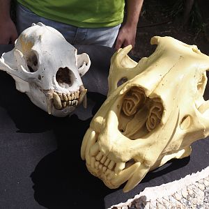 Education table with volunteers in Rimba - Sun bear and Sumatran tiger skulls, 2025-05-17