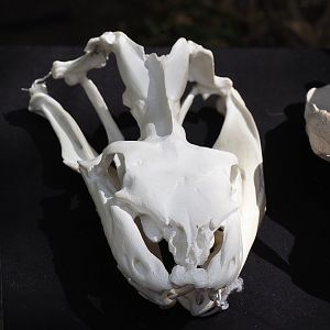 Education table with volunteers in Rimba - Skull of a huge python, 2025-05-17