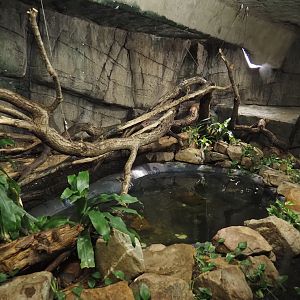 Reticulated python terrarium, 2025-05-17