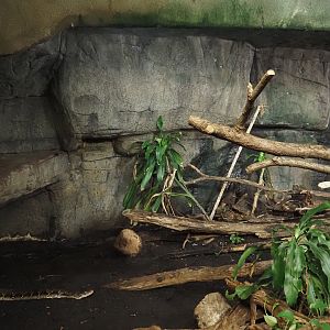 Reticulated python terrarium, 2025-05-17