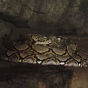 Reticulated python (Malayopython reticulatus), 2025-05-17
