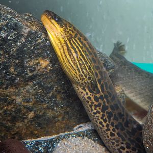 Tiger Moray (Gymnothorax polyuranodon)