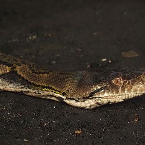 Reticulated python (Malayopython reticulatus), 2025-05-17
