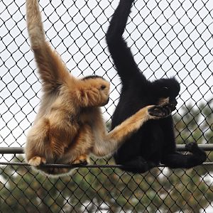 Yellow-cheeked gibbons (Nomascus gabriellae), 2025-05-17