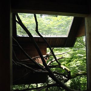 Yellow-cheeked gibbon exhibit - Viewable shelter next to visitor area, 2025-05-17