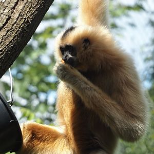 Yellow-cheeked gibbon (Nomascus gabriellae), 2025-05-17