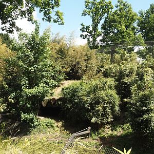 Sumatran tiger exhibit, 2025-05-17