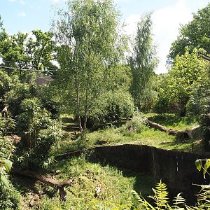 Sumatran tiger exhibit, 2025-05-17