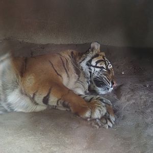 Sumatran tiger (Panthera tigris sumatrae), 2025-05-17