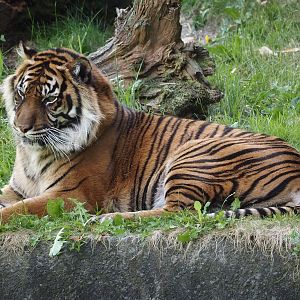 Sumatran tiger (Panthera tigris sumatrae), 2025-05-17