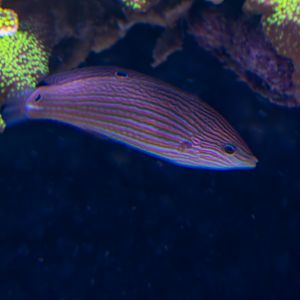 Wrasse ID - Sea Life Hannover