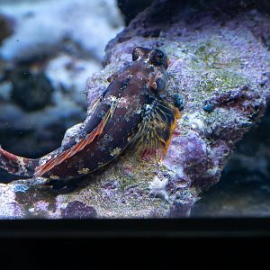 Synchiropus ocellatus? - Sea Life Hannover