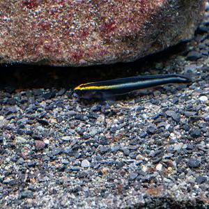 Elacatinus evelynae? - Sea Life Hannover